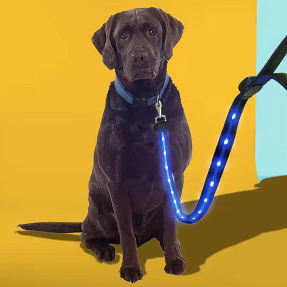 Light up leash hotsell