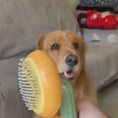 Load and play video in Gallery viewer, CJJT1255675,Pet Dog Brush, Cat Brush, Hand-Held Pet Brush, Steel Wire Pet Brush, Self-Cleaning Pet Comb, Hair Removal Pet Brush, Pet Grooming Supplies, Hot Selling Pet Brush, Dog Grooming Brush, Cat Grooming Brush, Pet Hair Removal Tool, Pet Grooming Comb, Pet Care Brush, Dog Hair Comb
